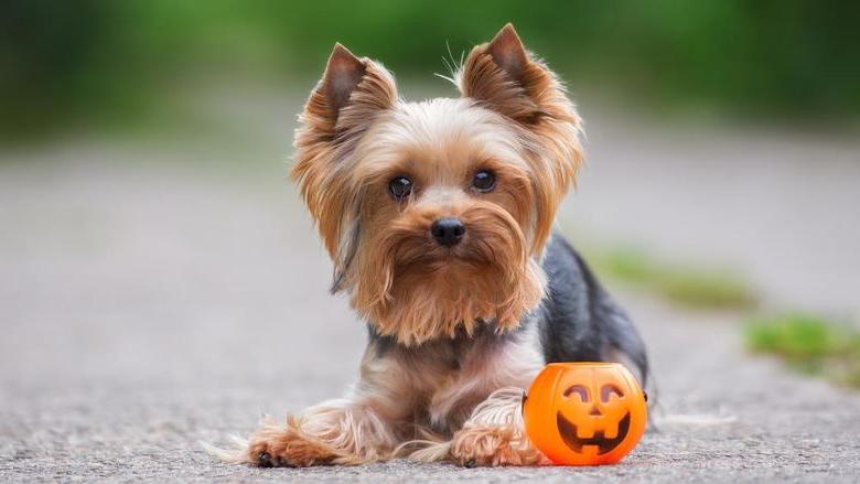 A small puppy sitting next to a jack-o-lanten shaped candy basket